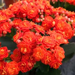 Kalanchoe con flores naranjas